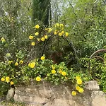Florence - Mas Saint Louis Bed and breakfast Aigues-Mortes